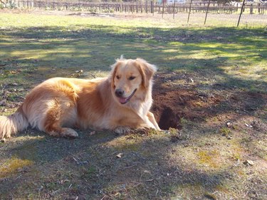 dog has fun digging hole