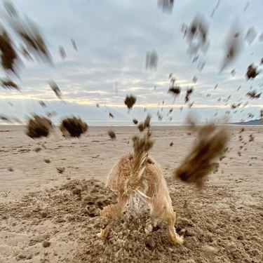 dog digging hole on beach
