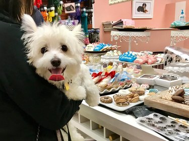 dog loves pastries