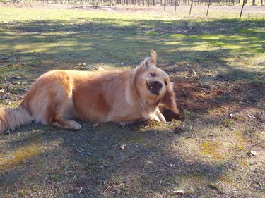 dog has fun digging hole