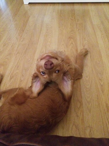 dog turns head backwards to look at their person