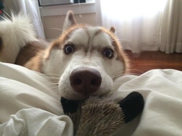 Dog rests chin on bed to wake human up