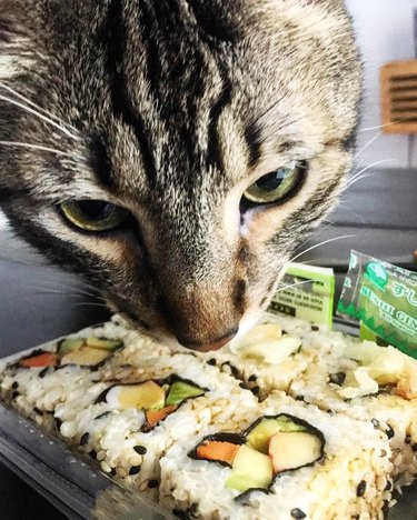 cat smells supermarket sushi