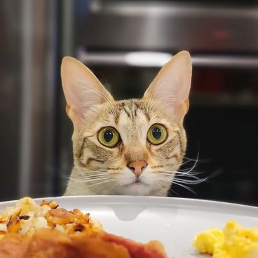 cat stares at food on plate
