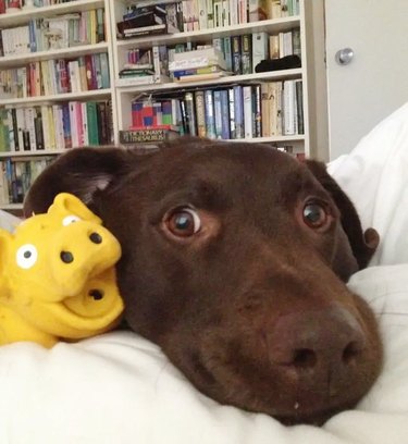 dog uses squeaky toy to wake person up