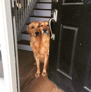dog with two heads answers door