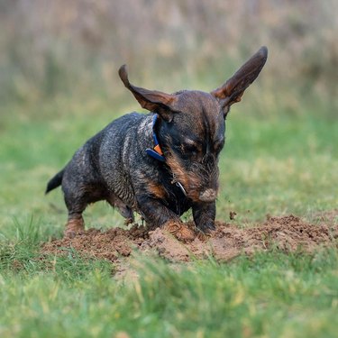 small dog digs big hole