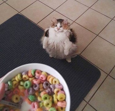 cat would like cereal