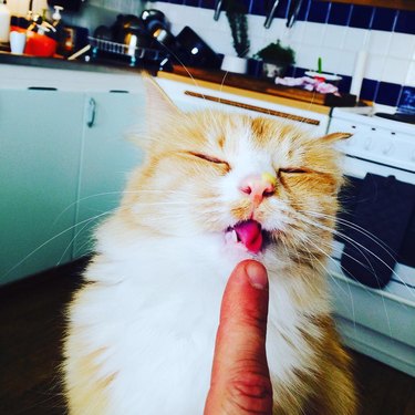 cat licks hollandaise sauce off man's finger