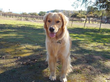 dog has fun digging hole