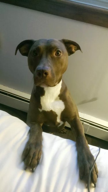 Dog with paws on bed.