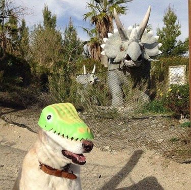dog with dinosaur mask