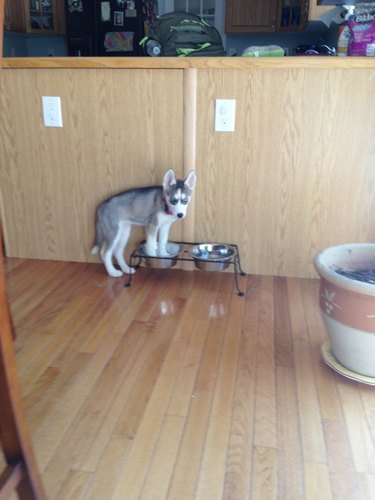 puppy confused by water bowls of different sizes