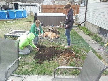 people continue digging hole dog started