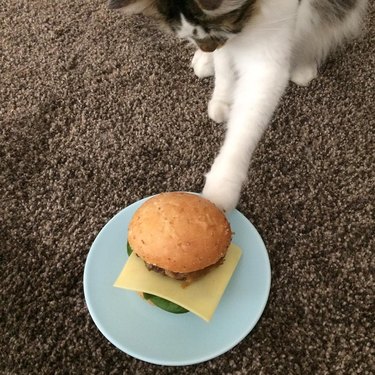cat paws at cheeseburger on plate