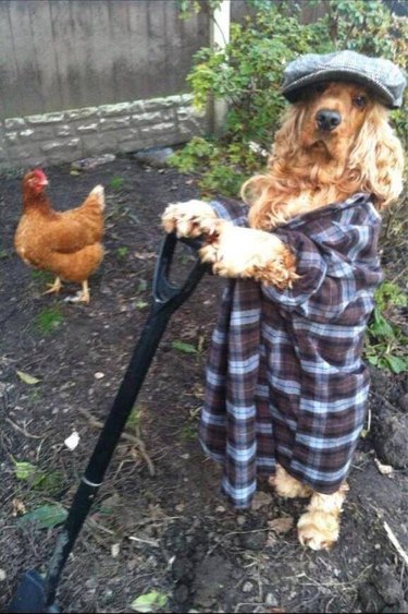 Dog wearing flannel shirt and hat holds a shovel.