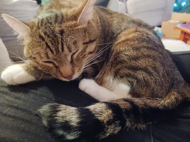 cat falls asleep on woman's lap
