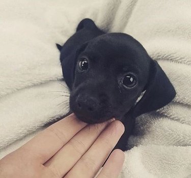 adorable black puppy