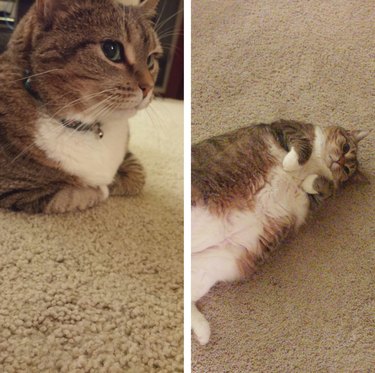 loaf cat vs cat loafing