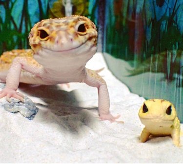 gecko loves little plastic gecko toy