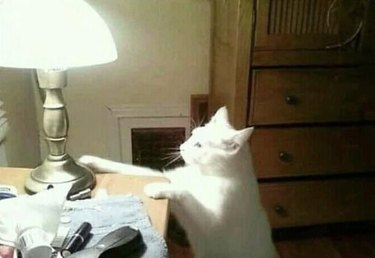 cat learns how to turn light on and off