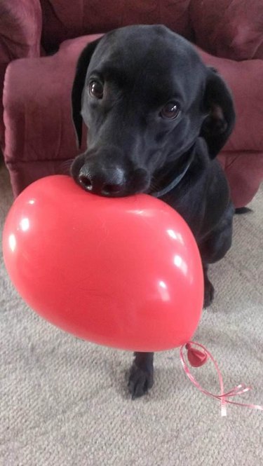 dog holds balloon gently in mouth