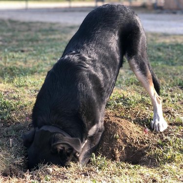 dog digging hole
