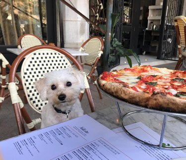 dog knows all the best pizza spots