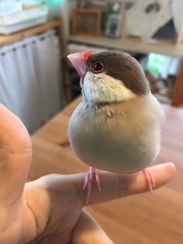 bird standing up