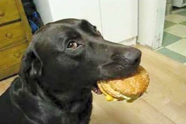 dog with hamburger in mouth