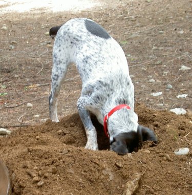 dog digs to find ant