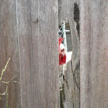 chicken stares angrily through hole in fence
