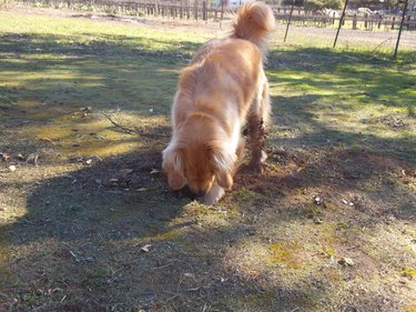 dog has fun digging hole