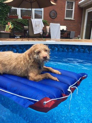 dog won't share pool floatie