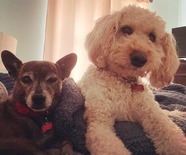 dogs wake person up by jumping on bed