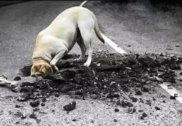 dog digs hole in asphalt with nails of titanium