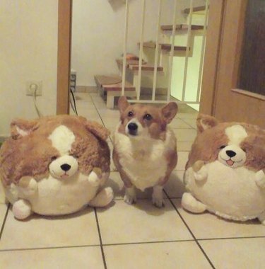 corgi next to a pair of stuffed corgis