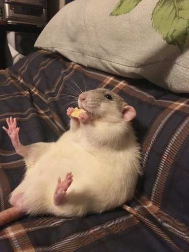 hamster chilling on a bed with legs up
