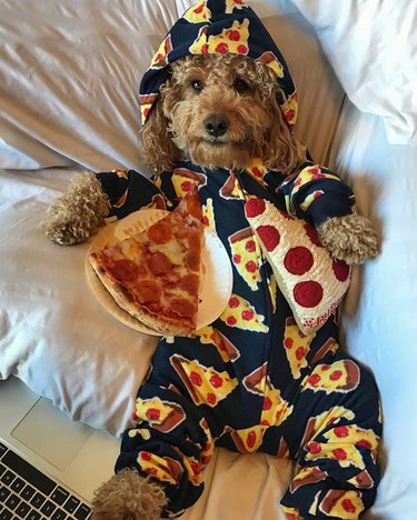 dog in pizza pajamas