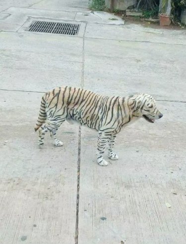dog striped up to look like tiger