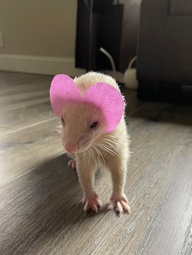 A white ferret with a little paper heart on their head.