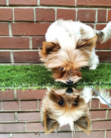 Yorkie terrier looking at their reflection in a mirror that is flat on the grass.