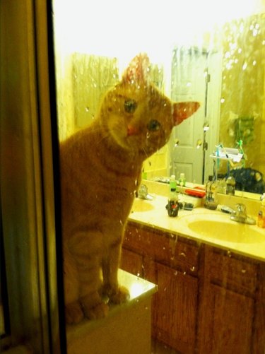 cat watches person shower