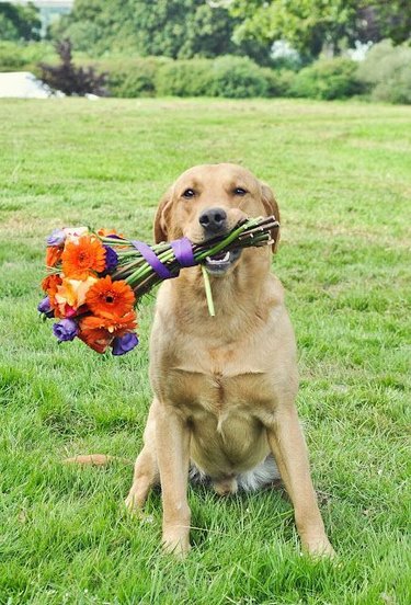 A dog sitting in a field holding a colorful bouquet in their mouth.