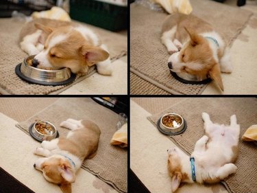 dog falls asleep after eating too much