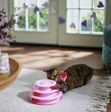 Cat playing with a three-tier track toy that's pink with red balls and a springy heart toy on a wand.