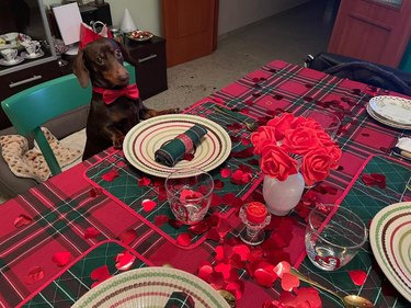 A dachshund sits at a dinner table that's decorated for Valentine's Day.