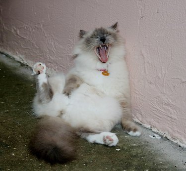 Furry cat yawning
