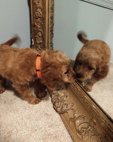 Golden doodle puppy sniffing their reflection in a Rococo mirror.