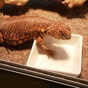 lizard is disappointed with temperature of heat lamp